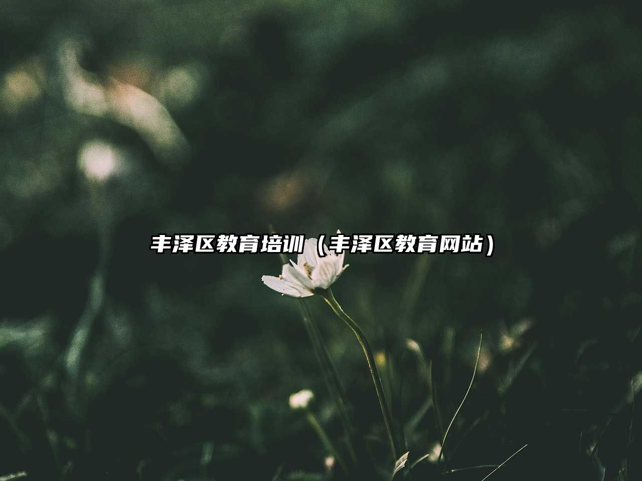 豐澤區(qū)教育培訓(xùn)（豐澤區(qū)教育網(wǎng)站）