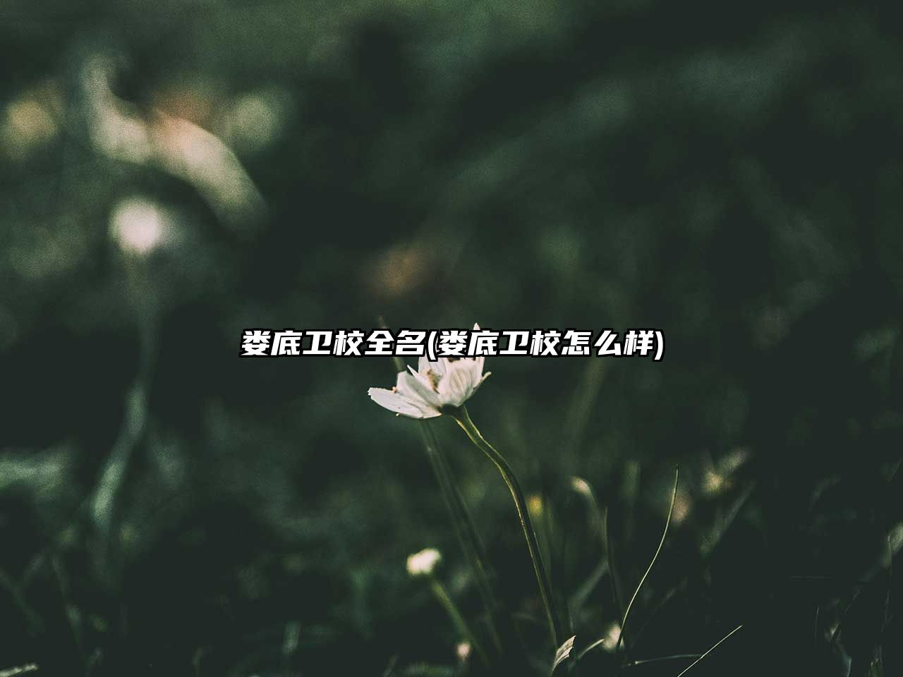 婁底衛(wèi)校全名(婁底衛(wèi)校怎么樣)