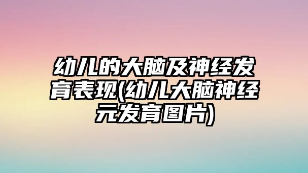 幼兒的大腦及神經發(fā)育表現(xiàn)(幼兒大腦神經元發(fā)育圖片)